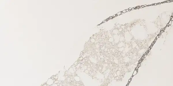 Calacatta Jonesboro Quartz